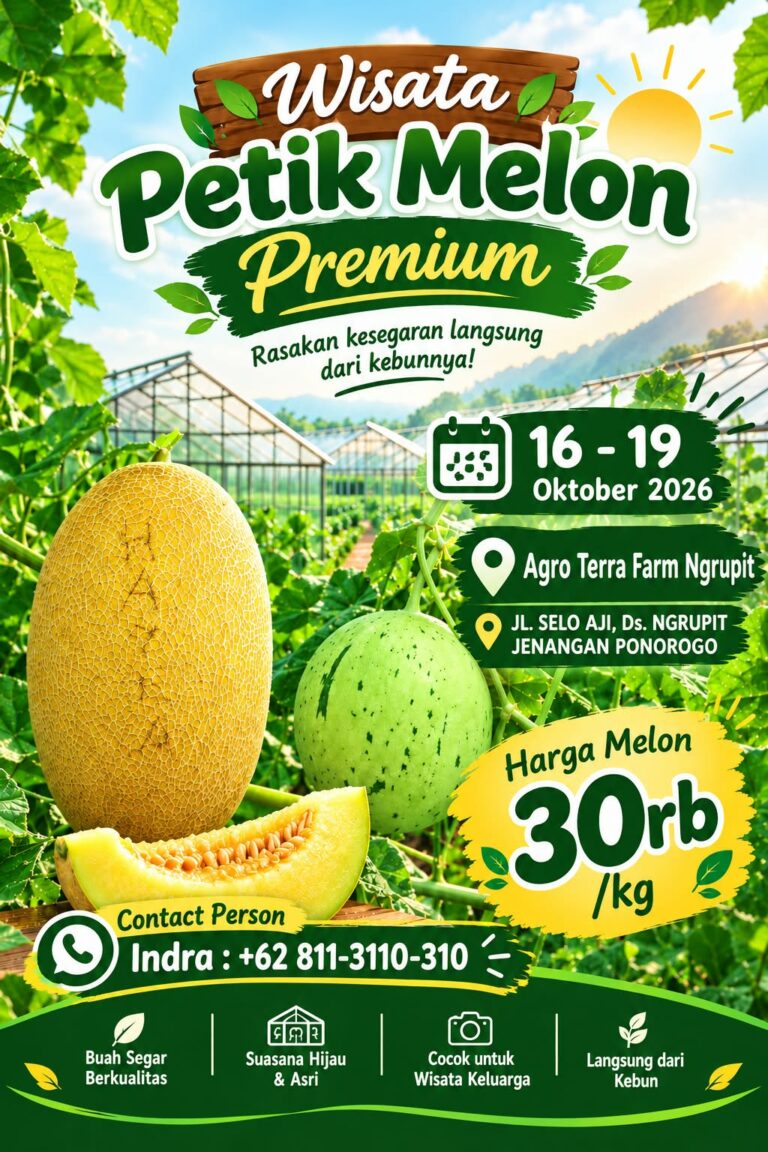 Wisata Petik Melon Premium di Ponorogo Dibuka 16 Oktober, Harga Rp30 Ribu per Kg