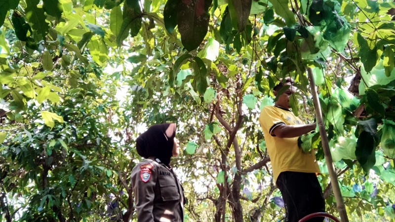 Bhabinkamtibmas Dampingi Warga Desa Turi Kembangkan Budidaya Jambu Air